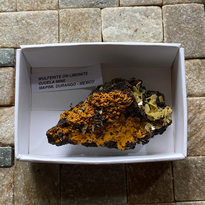 WULFENITE ON LIMONITE : PJIELA MINE, MAPIMI, DURANGO, MEXICO 28g MF5341