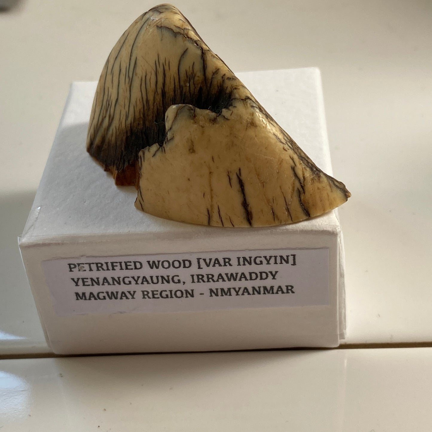 PETRIFIED WOOD [INGYIN] EXQUISITE SPECIMEN FROM MYANMAR. 17g MF3680