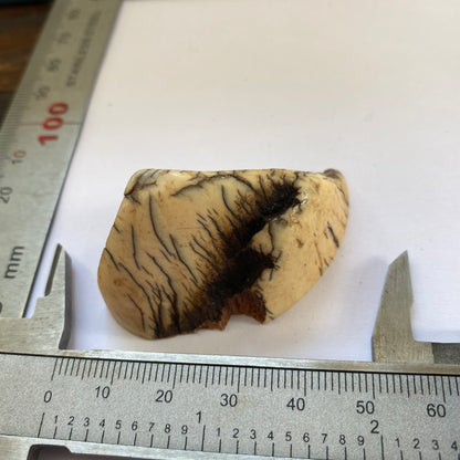 PETRIFIED WOOD [INGYIN] EXQUISITE SPECIMEN FROM MYANMAR. 17g MF3680