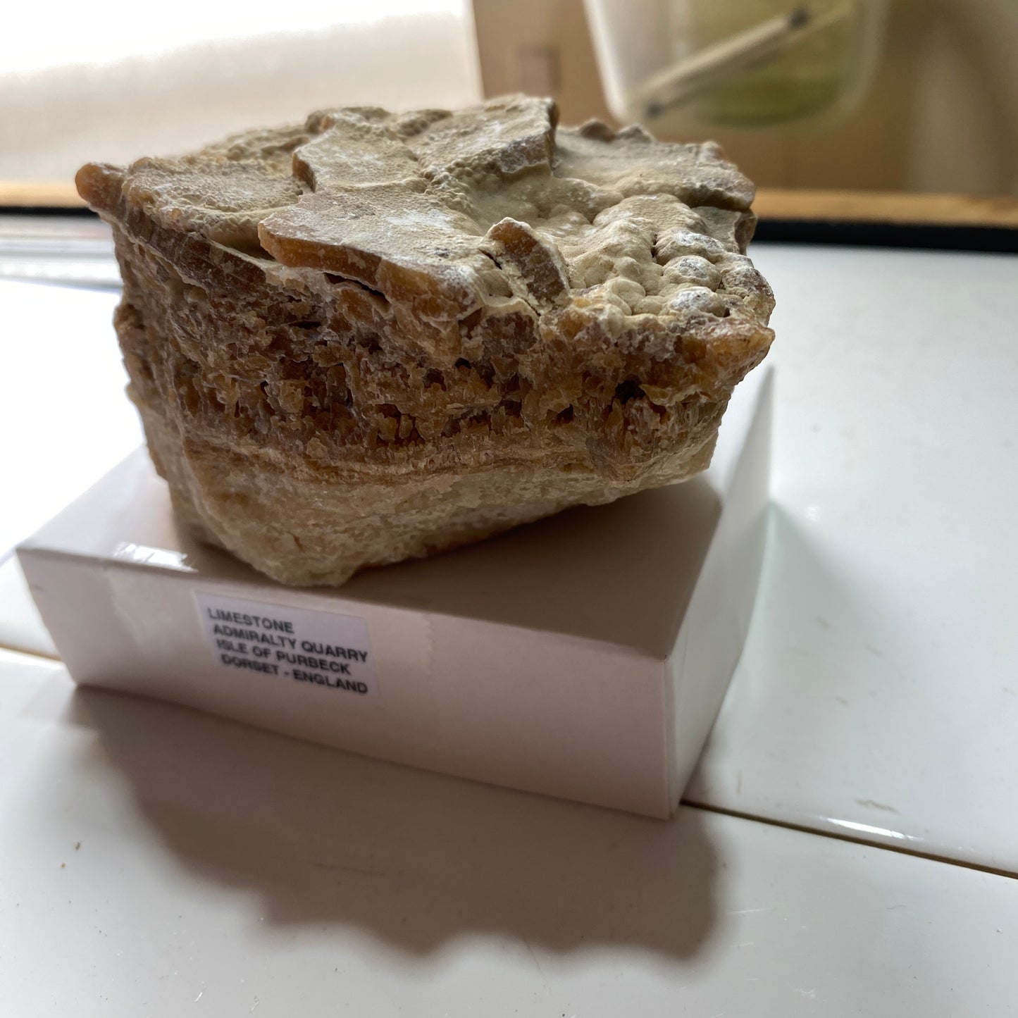 LIMESTONE :  INTERESTING SPECIMEN FROM PORTLAND DORSET 589g MF630