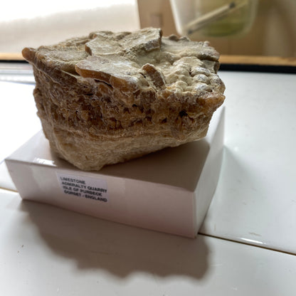 LIMESTONE :  INTERESTING SPECIMEN FROM PORTLAND DORSET 589g MF630