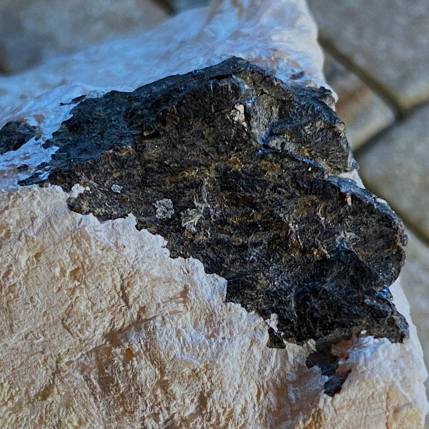 CHALCOPYRITE ON CALCITE - SAN ROBERTO MINE, ZACATECAS, MEXICO 240g MF3155