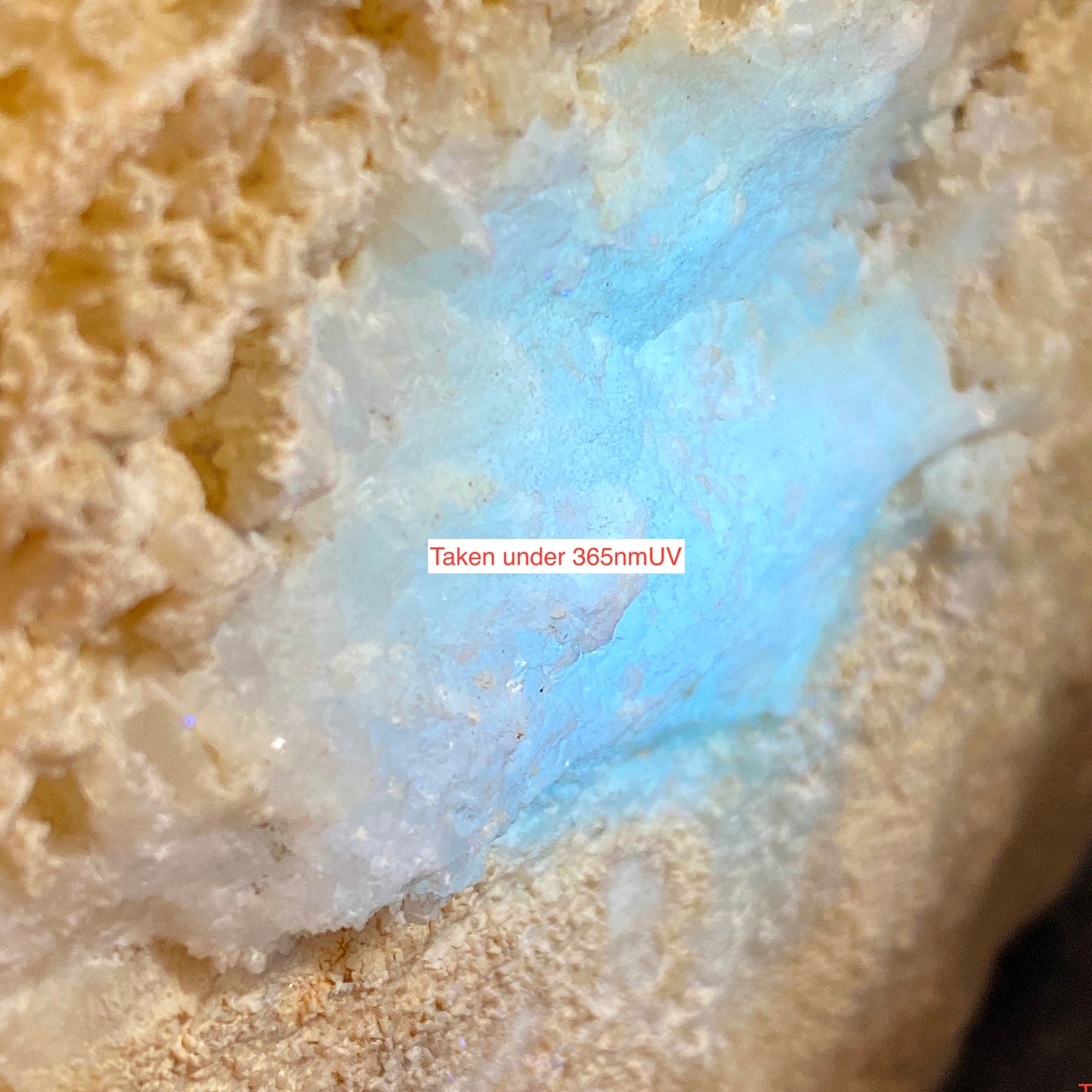 LIMESTONE :  INTERESTING SPECIMEN FROM PORTLAND DORSET 589g MF630