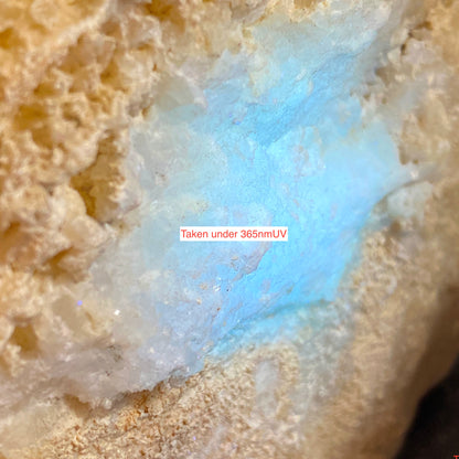 LIMESTONE :  INTERESTING SPECIMEN FROM PORTLAND DORSET 589g MF630