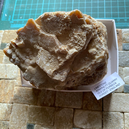 LIMESTONE :  INTERESTING SPECIMEN FROM PORTLAND DORSET 589g MF630