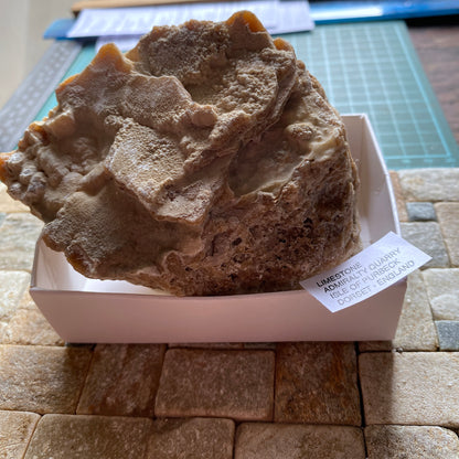 LIMESTONE :  INTERESTING SPECIMEN FROM PORTLAND DORSET 589g MF630