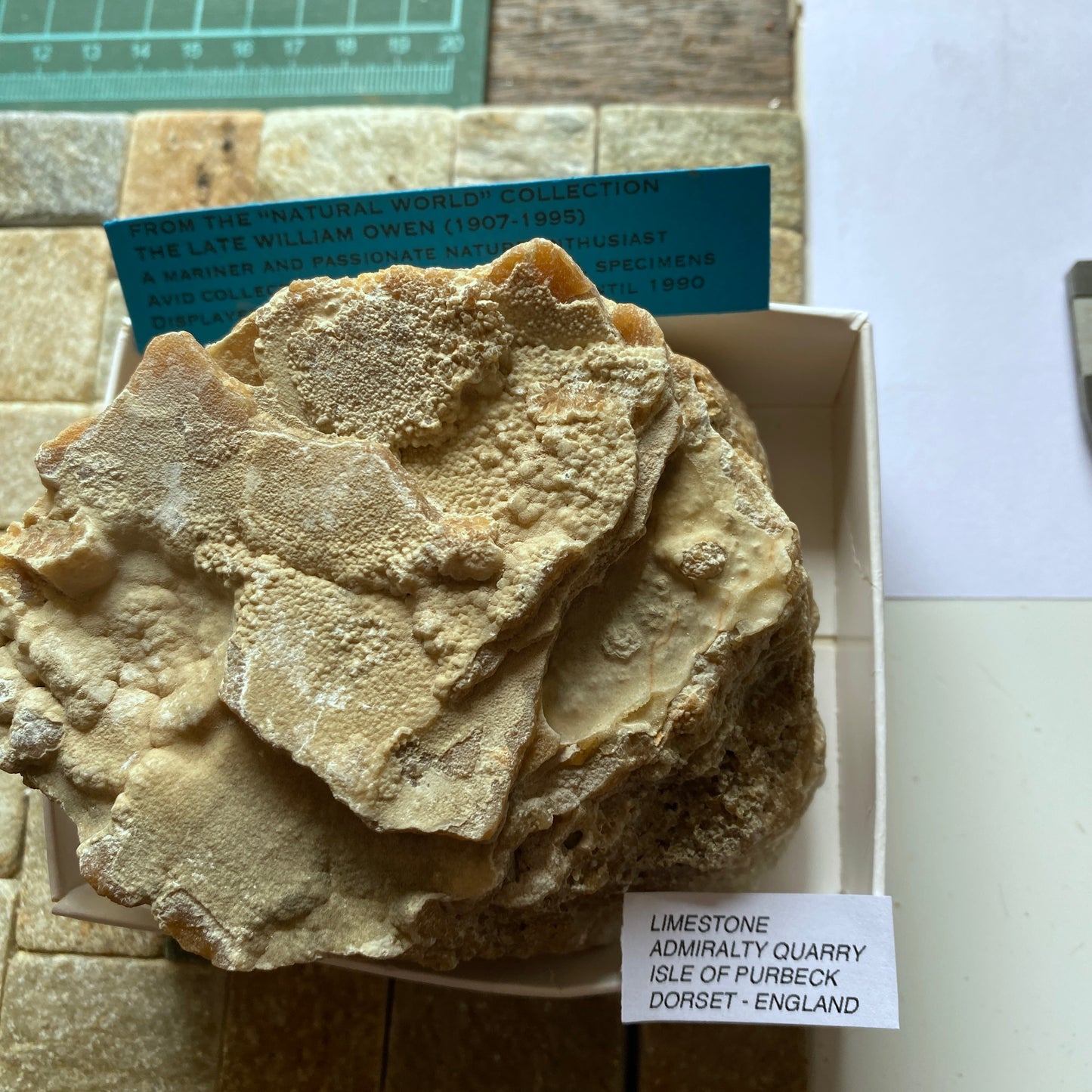 LIMESTONE :  INTERESTING SPECIMEN FROM PORTLAND DORSET 589g MF630