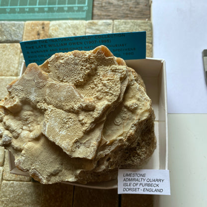 LIMESTONE :  INTERESTING SPECIMEN FROM PORTLAND DORSET 589g MF630