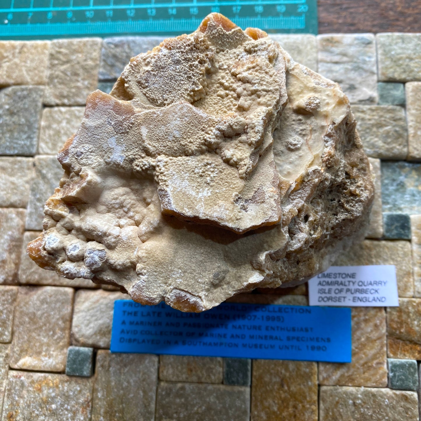 LIMESTONE :  INTERESTING SPECIMEN FROM PORTLAND DORSET 589g MF630