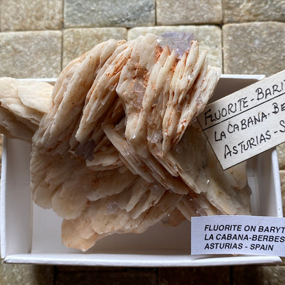 FLUORITE ON BARYTE RARE SPECIMEN FROM LA CABANA-BERBES, ASTURIAS, SPAIN 173g. MF5366