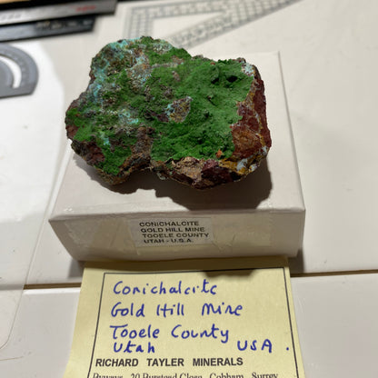CONICHALCITE : GOLD HILL MINE, TOOELE COUNTY, UTAH - U.S.A. 61g MF4692