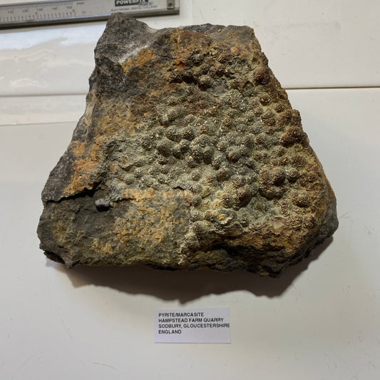 PYRITE [ETC] : HAMPSTEAD FARM QUARRY, SODBURY, GLOUCESTERSHIRE, ENGLAND 1409g MF4703