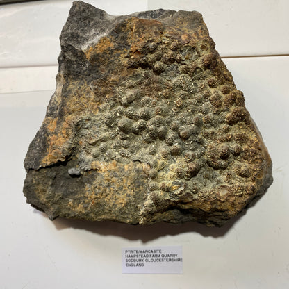 PYRITE [ETC] : HAMPSTEAD FARM QUARRY, SODBURY, GLOUCESTERSHIRE, ENGLAND 1409g MF4703