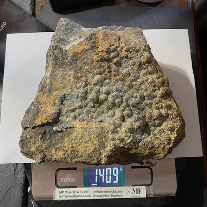 PYRITE [ETC] : HAMPSTEAD FARM QUARRY, SODBURY, GLOUCESTERSHIRE, ENGLAND 1409g MF4703