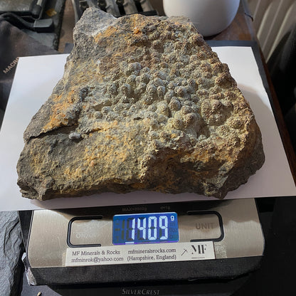 PYRITE [ETC] : HAMPSTEAD FARM QUARRY, SODBURY, GLOUCESTERSHIRE, ENGLAND 1409g MF4703
