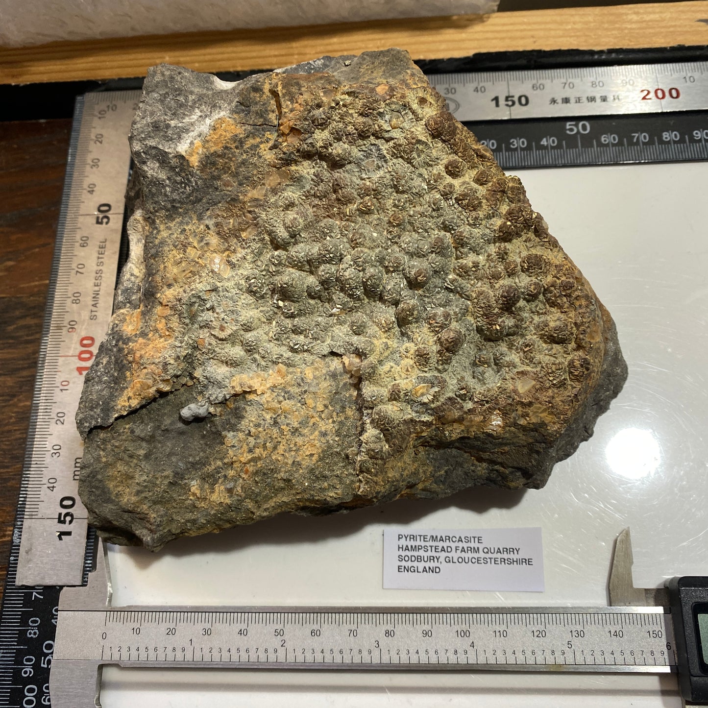PYRITE [ETC] : HAMPSTEAD FARM QUARRY, SODBURY, GLOUCESTERSHIRE, ENGLAND 1409g MF4703
