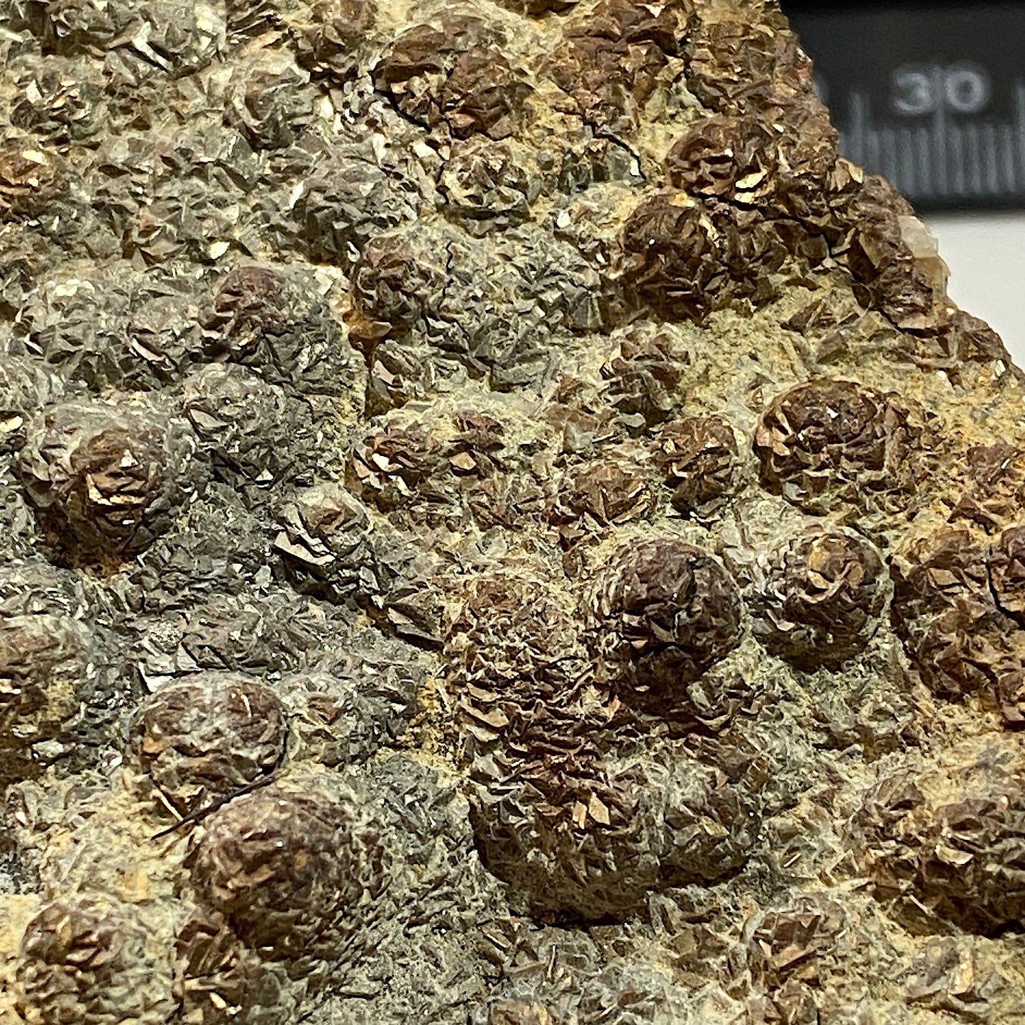 PYRITE [ETC] : HAMPSTEAD FARM QUARRY, SODBURY, GLOUCESTERSHIRE, ENGLAND 1409g MF4703