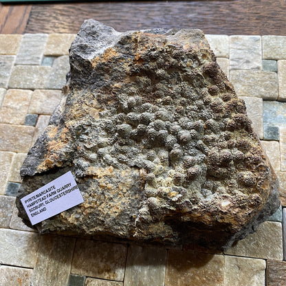PYRITE [ETC] : HAMPSTEAD FARM QUARRY, SODBURY, GLOUCESTERSHIRE, ENGLAND 1409g MF4703