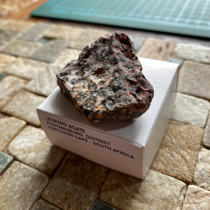LEOPARD AGATE : POSTMASBURG, NNORTHERN CAPE, SOUTH AFRICA  27g MF5373