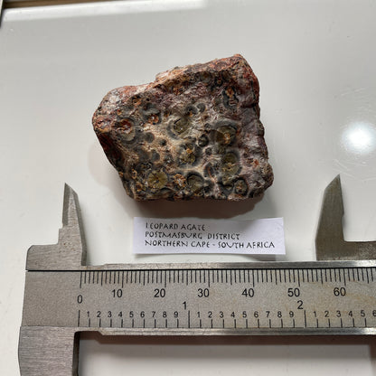 LEOPARD AGATE : POSTMASBURG, NNORTHERN CAPE, SOUTH AFRICA  27g MF5373