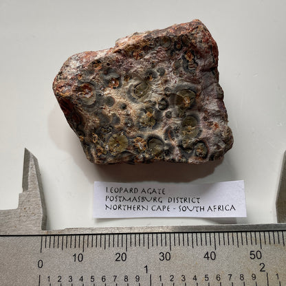 LEOPARD AGATE : POSTMASBURG, NNORTHERN CAPE, SOUTH AFRICA  27g MF5373