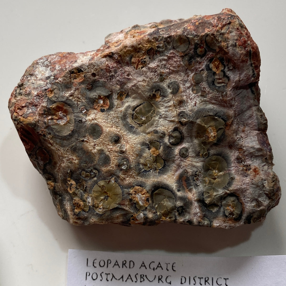 LEOPARD AGATE : POSTMASBURG, NNORTHERN CAPE, SOUTH AFRICA  27g MF5373