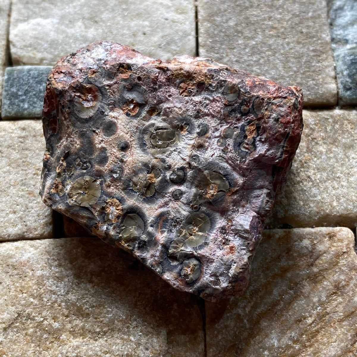 LEOPARD AGATE : POSTMASBURG, NNORTHERN CAPE, SOUTH AFRICA  27g MF5373