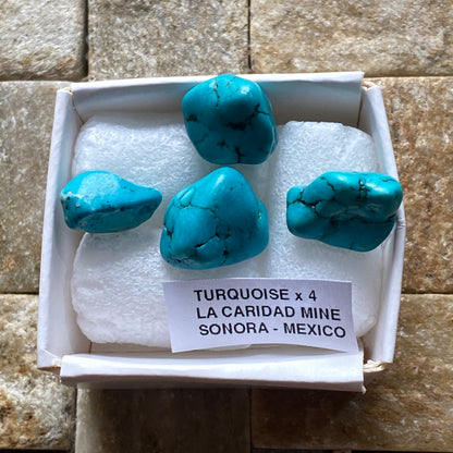TURQUIOSE x 4 : LA CARIDAD MINE, SONORA, MEXICO  6g. MF5380