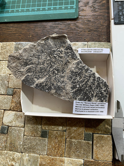 PYROLUSITE/MANGANESE DENDRITES : SOLNHOFEN,  BAVARIA, GERMANY 286g MF4720