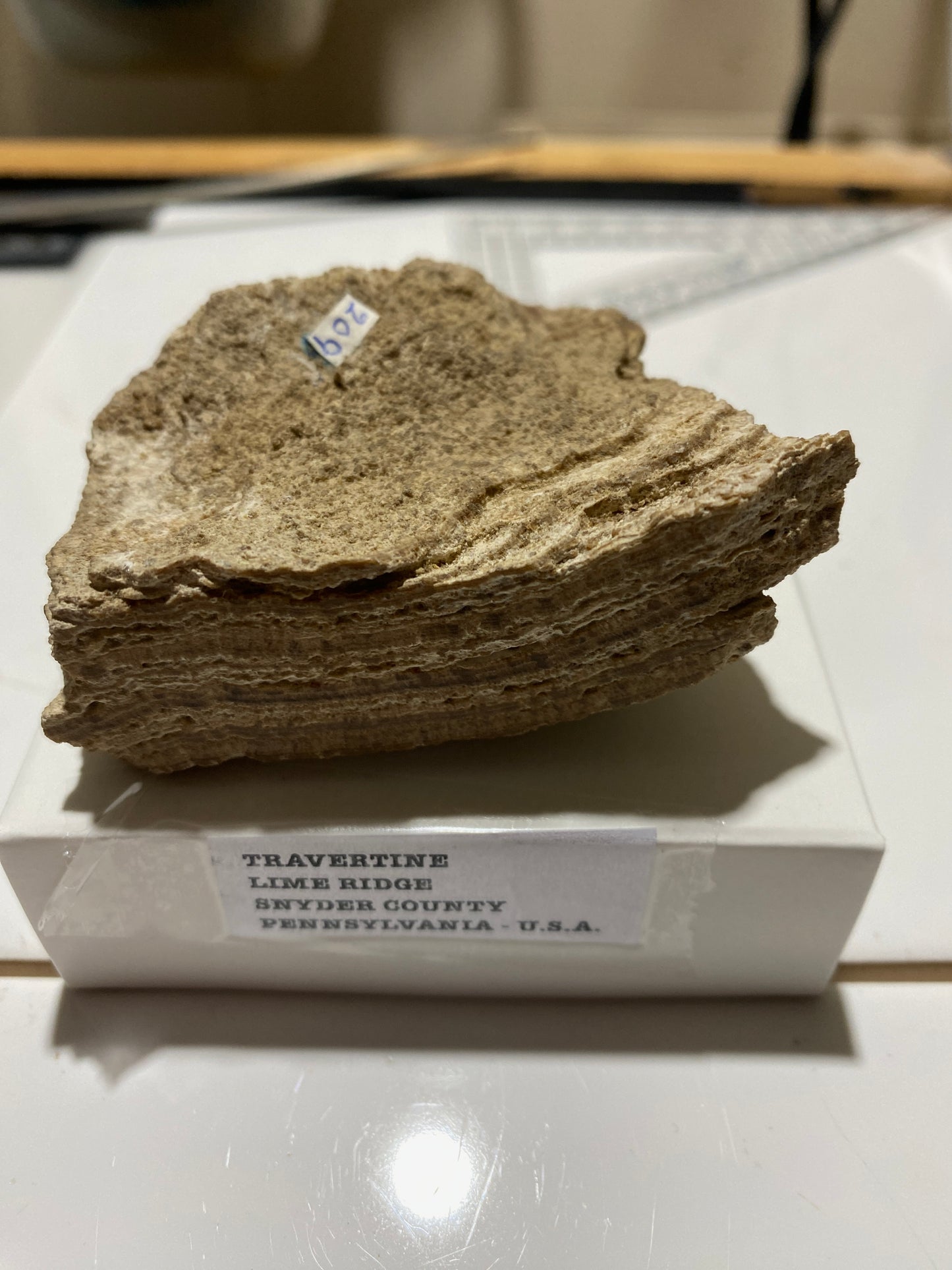 TRAVERTINE : LIME RIDGE, SNYDER COUNTY, PENNSYLVANIA, U.S.A.  97 g. MF4721