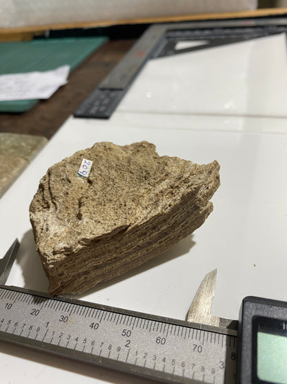 TRAVERTINE : LIME RIDGE, SNYDER COUNTY, PENNSYLVANIA, U.S.A.  97 g. MF4721