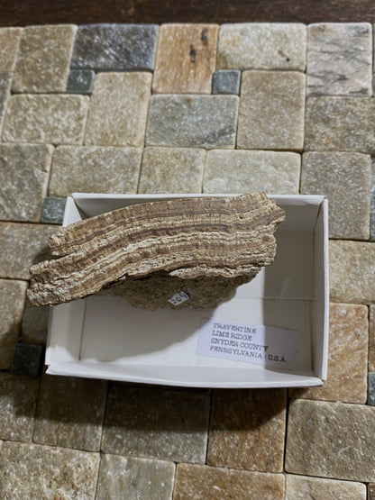 TRAVERTINE : LIME RIDGE, SNYDER COUNTY, PENNSYLVANIA, U.S.A.  97 g. MF4721