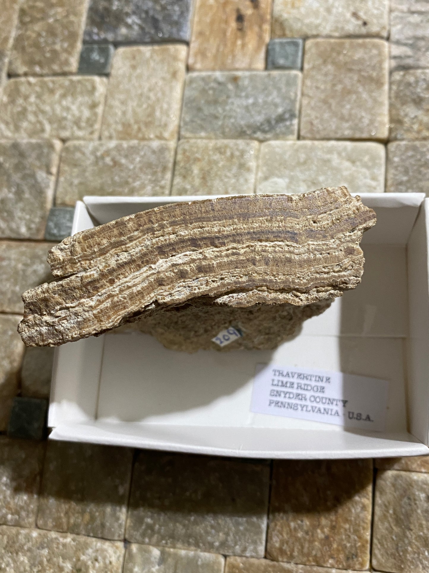 TRAVERTINE : LIME RIDGE, SNYDER COUNTY, PENNSYLVANIA, U.S.A.  97 g. MF4721