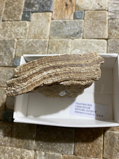 TRAVERTINE : LIME RIDGE, SNYDER COUNTY, PENNSYLVANIA, U.S.A.  97 g. MF4721