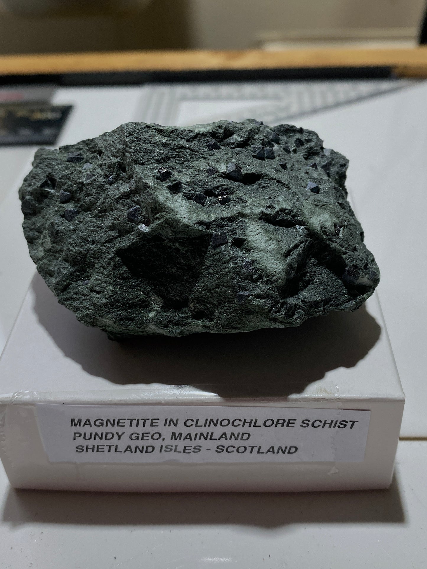 MAGNETITE CRYSTALS IN CLINOCHLORE SCHIST : PUNDY GEO, SHETLAND ISLES 185g MF4804