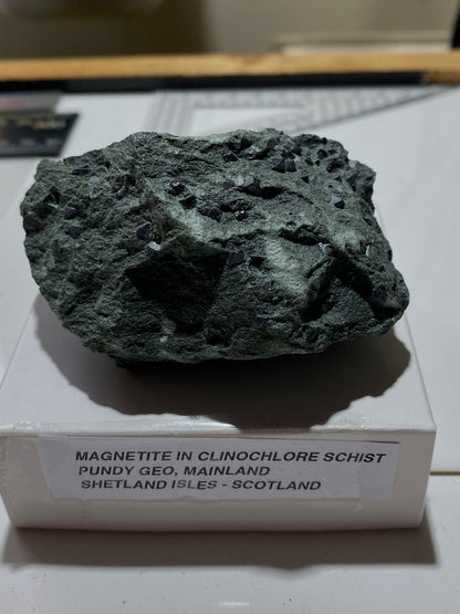 MAGNETITE CRYSTALS IN CLINOCHLORE SCHIST : PUNDY GEO, SHETLAND ISLES 185g MF4804