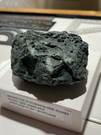 MAGNETITE CRYSTALS IN CLINOCHLORE SCHIST : PUNDY GEO, SHETLAND ISLES 185g MF4804