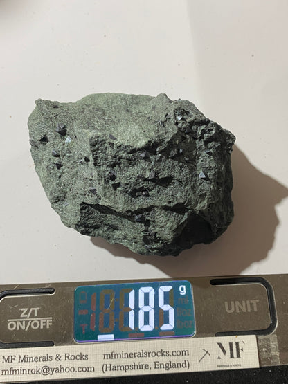 MAGNETITE CRYSTALS IN CLINOCHLORE SCHIST : PUNDY GEO, SHETLAND ISLES 185g MF4804