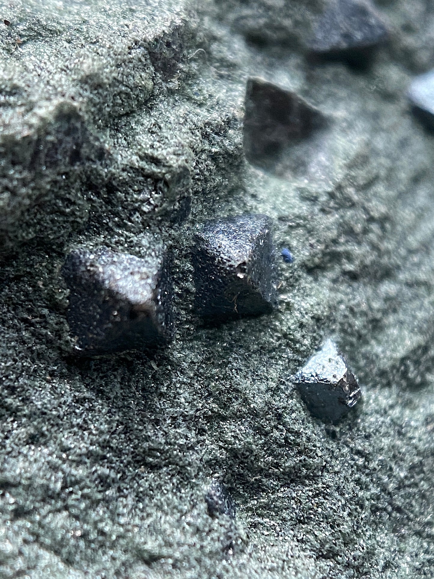 MAGNETITE CRYSTALS IN CLINOCHLORE SCHIST : PUNDY GEO, SHETLAND ISLES 185g MF4804