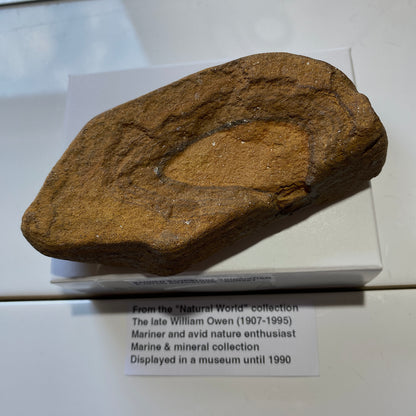 BANDED SANDSTONE CONCRETION : BURTON BRADSTOCK, JURASSIC COAST, DORSET. 158g  MF5409