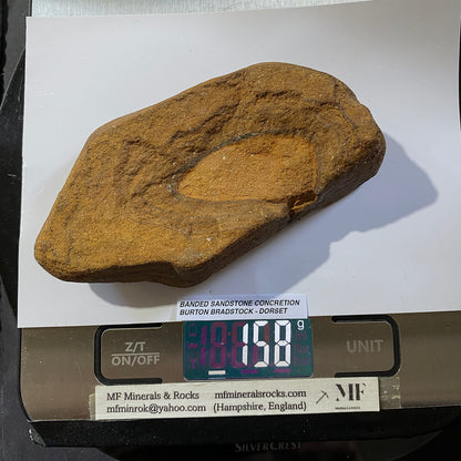 BANDED SANDSTONE CONCRETION : BURTON BRADSTOCK, JURASSIC COAST, DORSET. 158g  MF5409