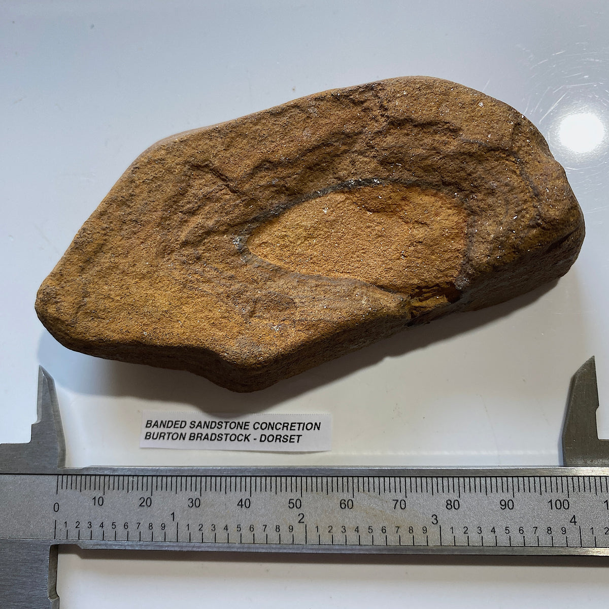 BANDED SANDSTONE CONCRETION : BURTON BRADSTOCK, JURASSIC COAST, DORSET. 158g  MF5409
