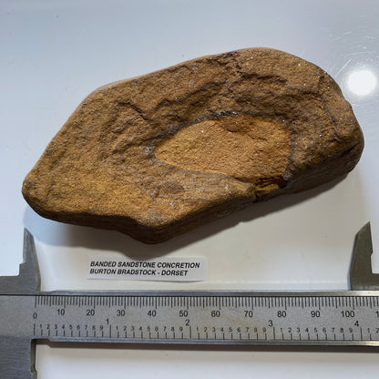 BANDED SANDSTONE CONCRETION : BURTON BRADSTOCK, JURASSIC COAST, DORSET. 158g  MF5409