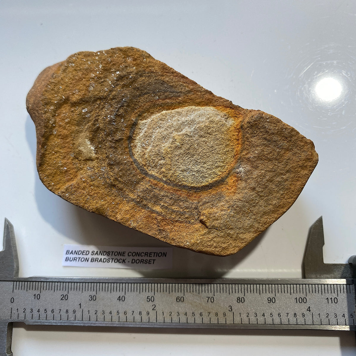 BANDED SANDSTONE CONCRETION : BURTON BRADSTOCK, JURASSIC COAST, DORSET. 158g  MF5409
