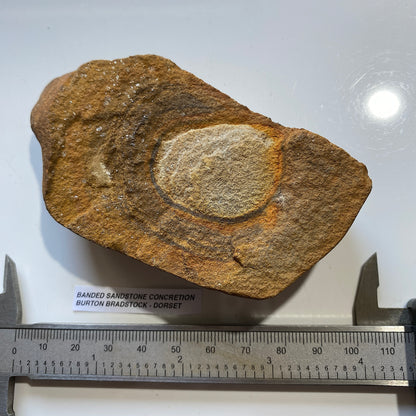 BANDED SANDSTONE CONCRETION : BURTON BRADSTOCK, JURASSIC COAST, DORSET. 158g  MF5409