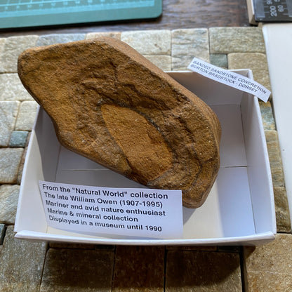 BANDED SANDSTONE CONCRETION : BURTON BRADSTOCK, JURASSIC COAST, DORSET. 158g  MF5409
