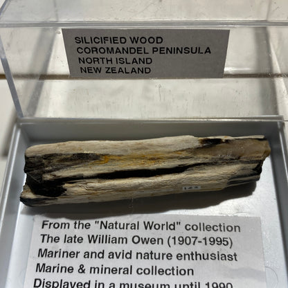 SILICIFIED WOOD : COROMANDEL PENINSULA, NORTH ISLAND NEW ZEALAND 66g. MF5425