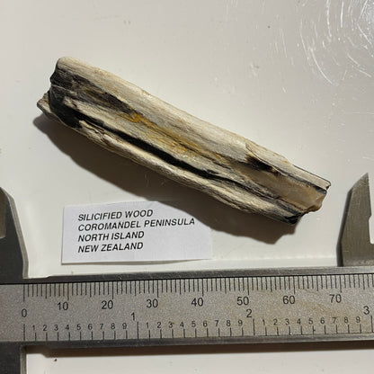 SILICIFIED WOOD : COROMANDEL PENINSULA, NORTH ISLAND NEW ZEALAND 66g. MF5425