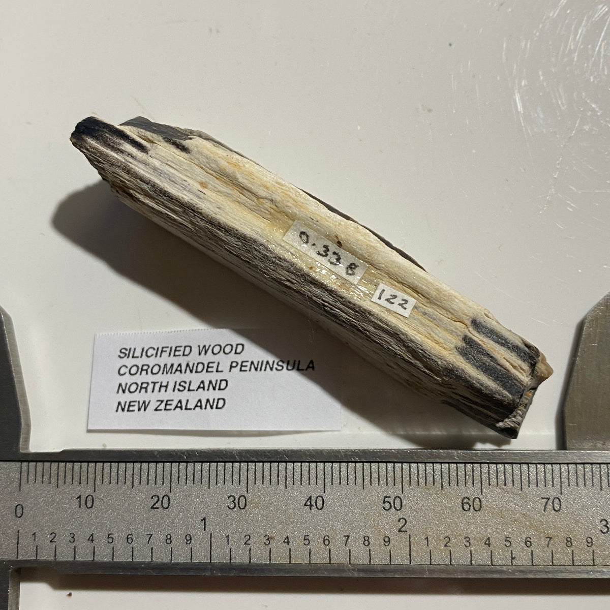 SILICIFIED WOOD : COROMANDEL PENINSULA, NORTH ISLAND NEW ZEALAND 66g. MF5425