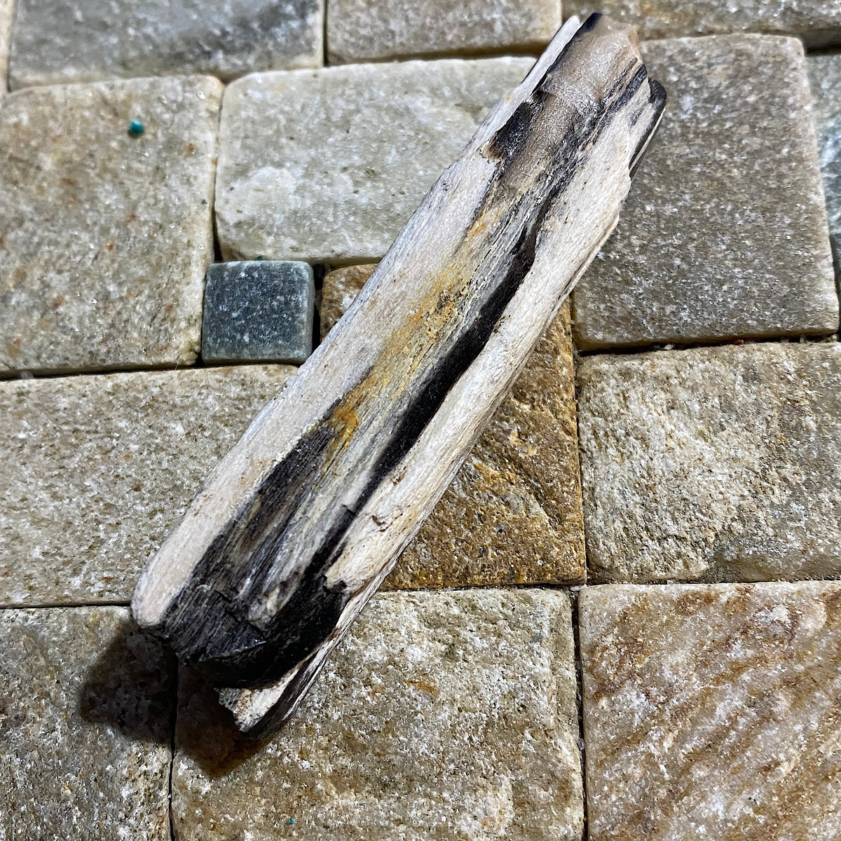 SILICIFIED WOOD : COROMANDEL PENINSULA, NORTH ISLAND NEW ZEALAND 66g. MF5425